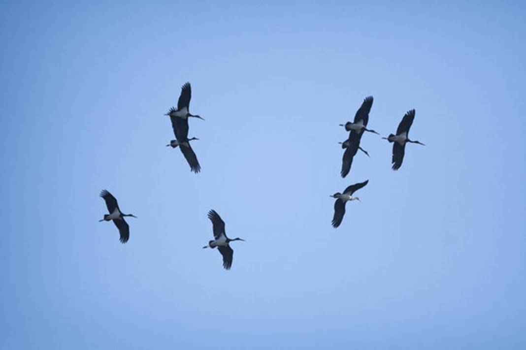Artık bu zahmete girmiyorlar bile! Doğanın dengesinin bozulduğunun en büyük ispatı gibi... 14